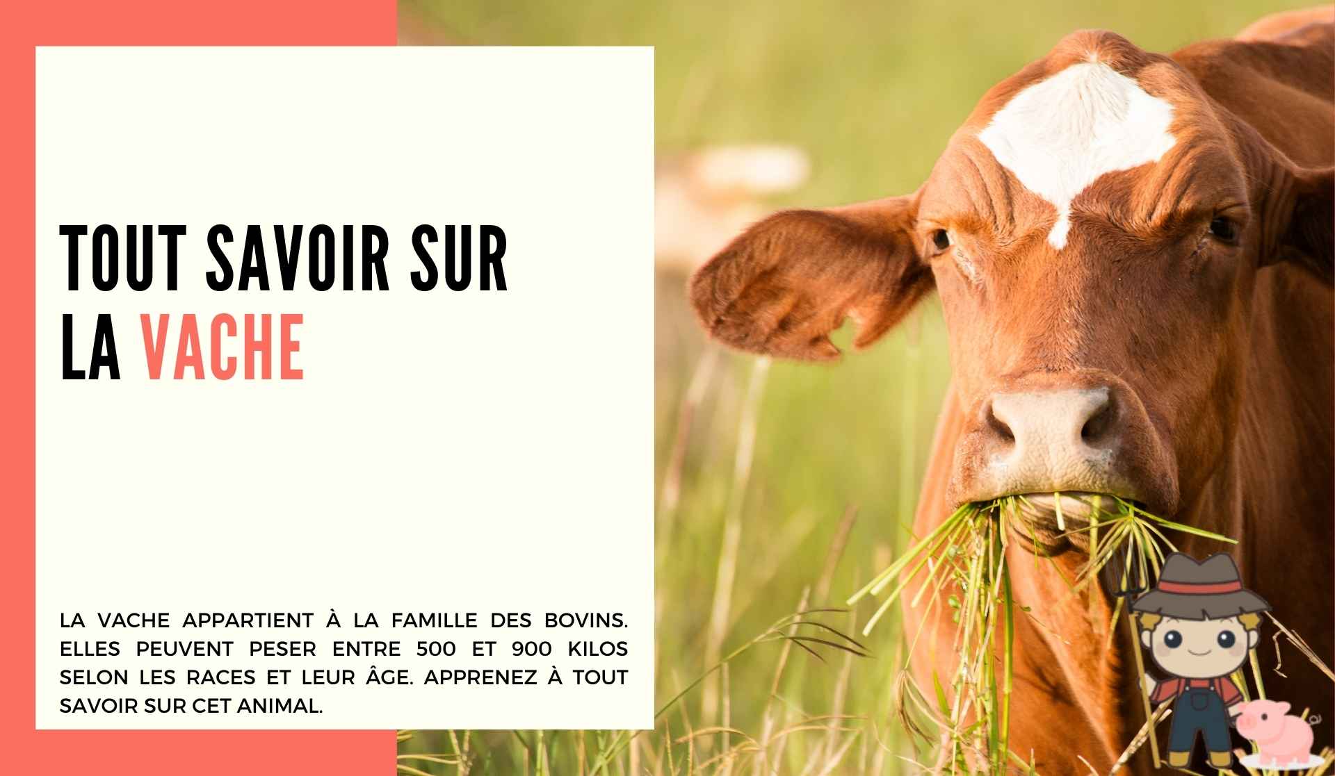 La vache - Le Petit Fermier