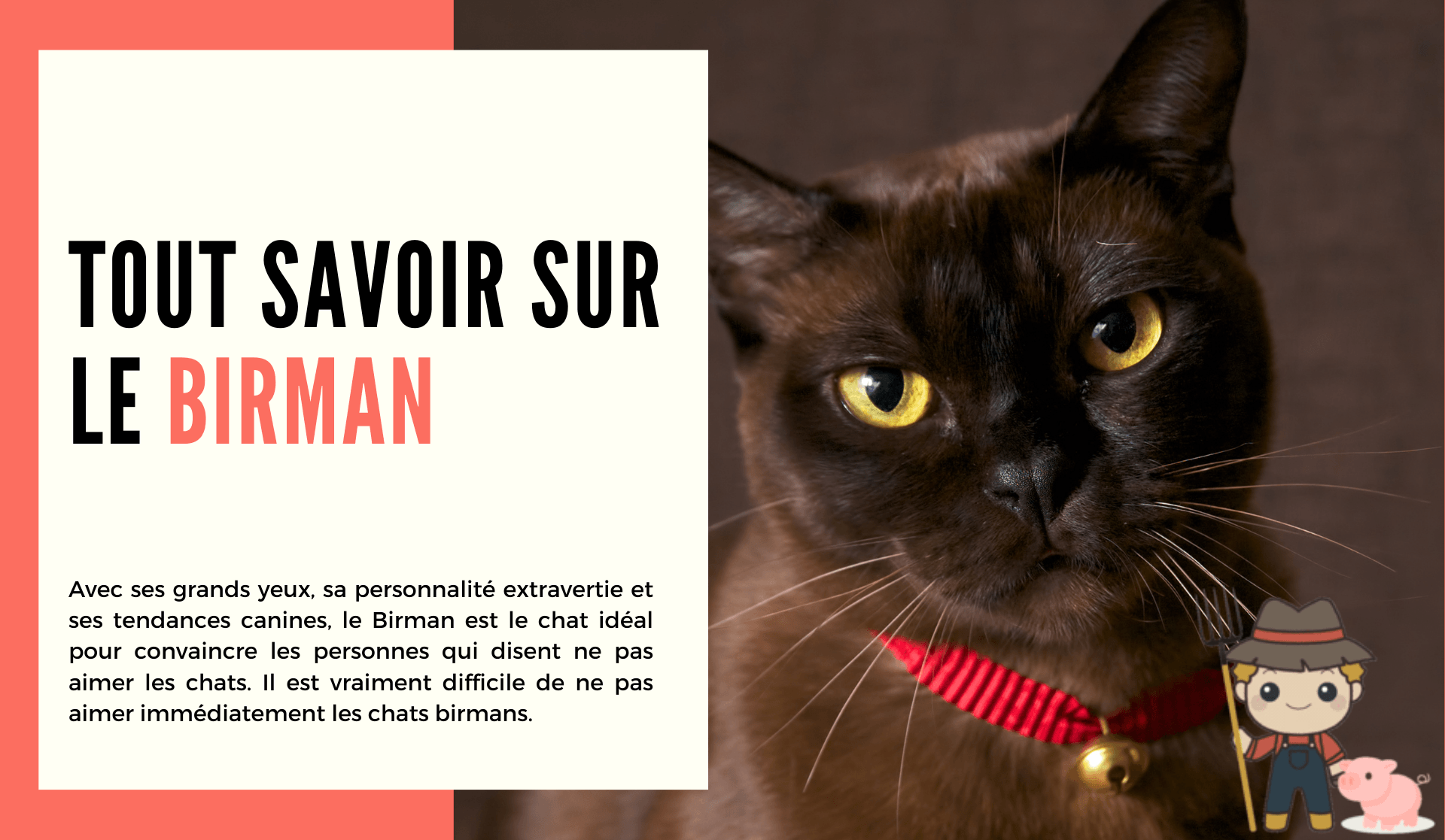 Le Birman - Le Petit Fermier