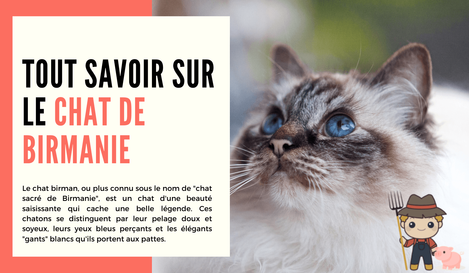 Le chat de Birmanie - Le Petit Fermier