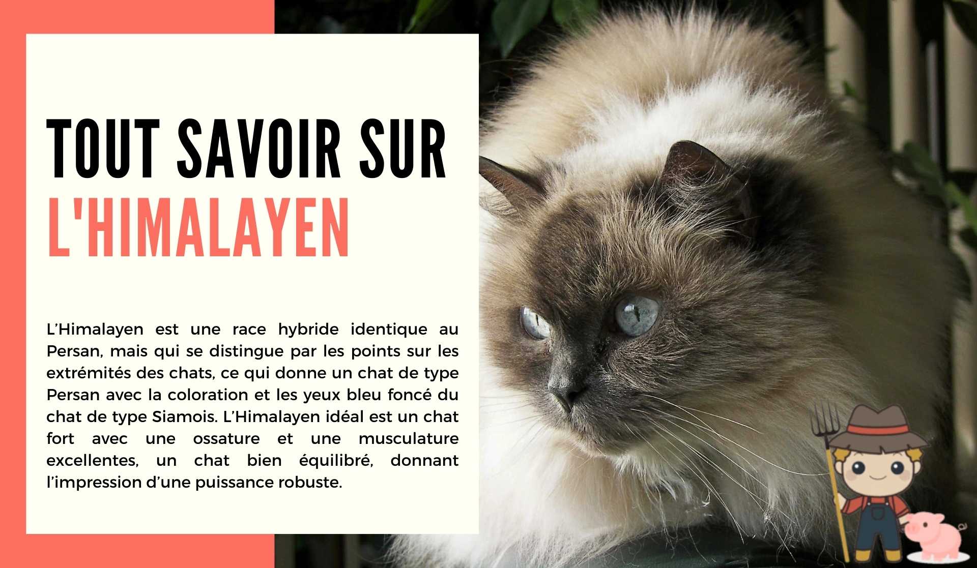 Le chat Himalayen - Le Petit Fermier