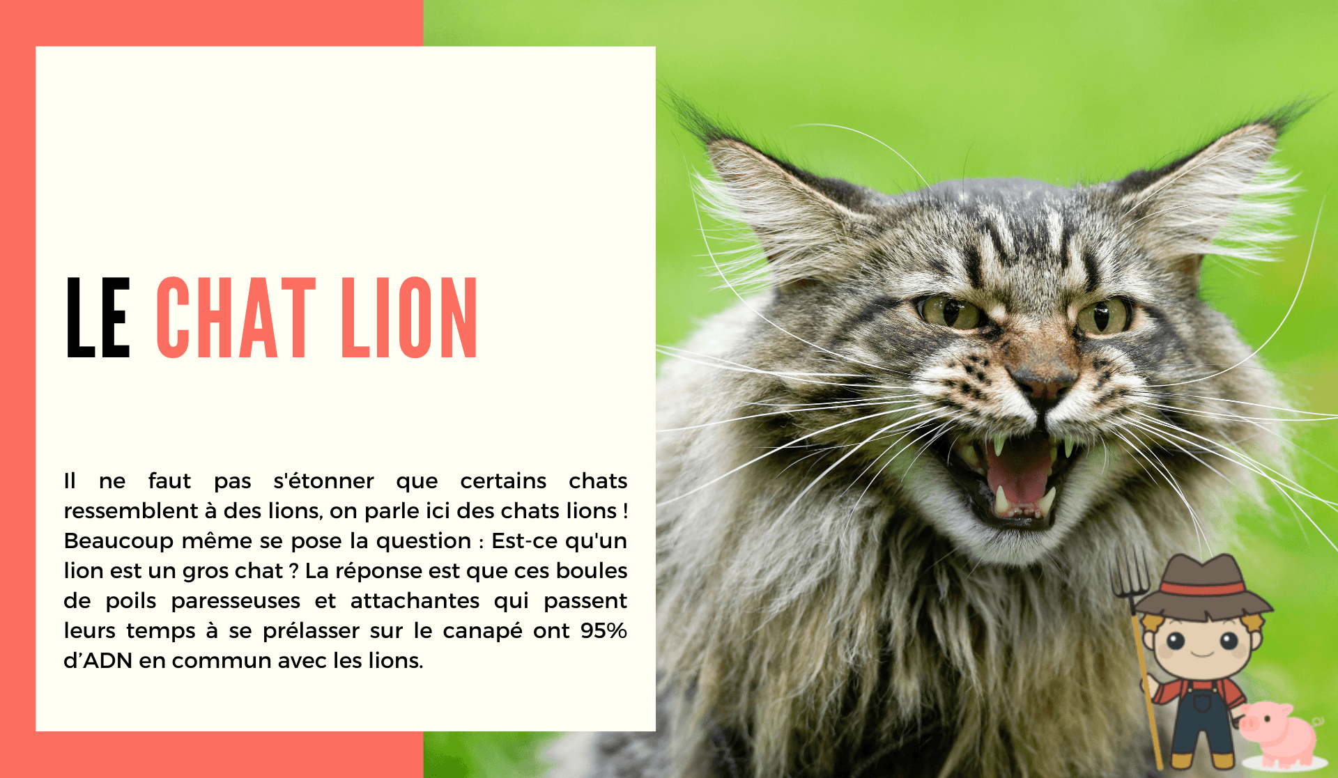 Le chat lion - Le Petit Fermier
