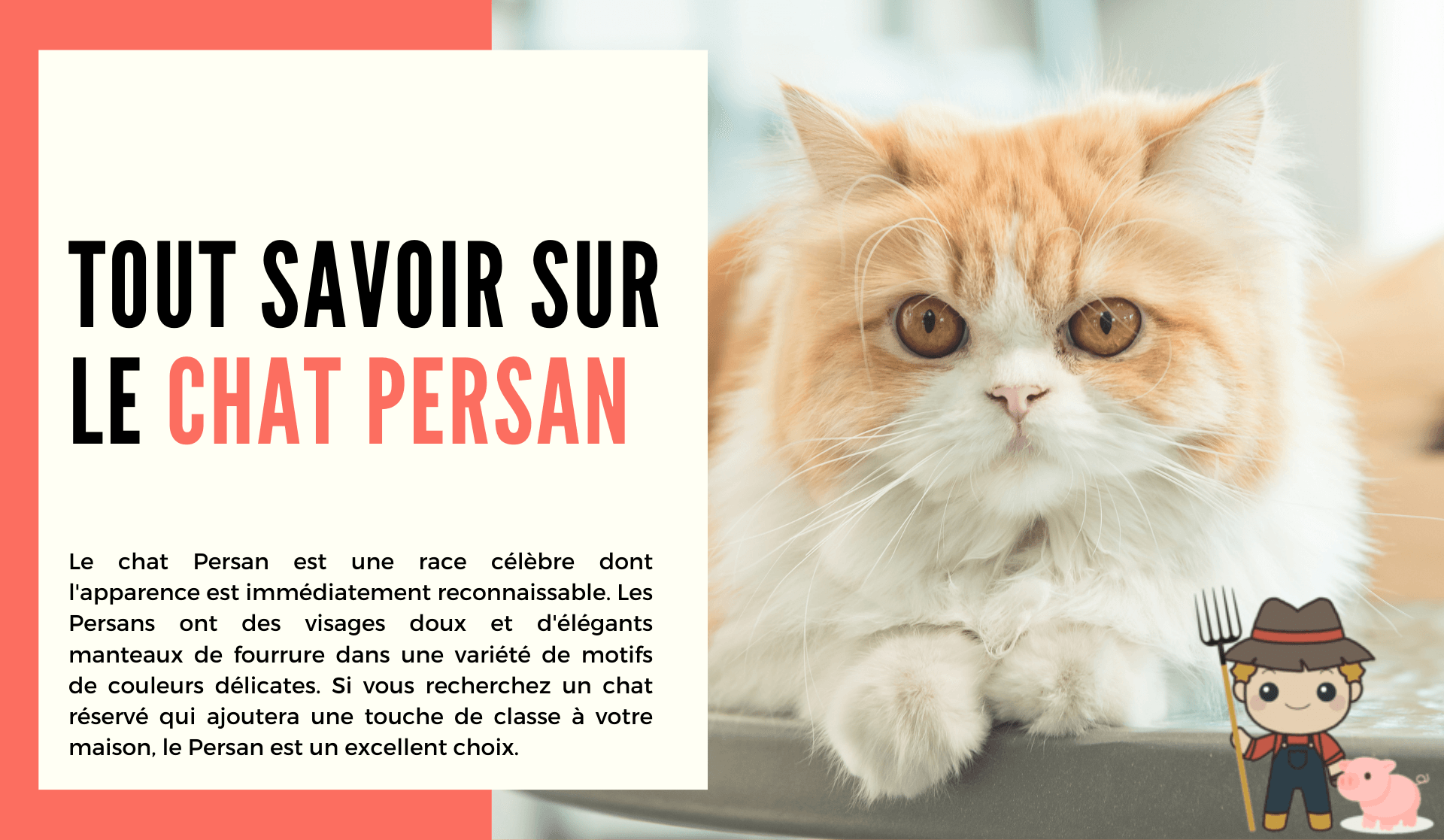 Le chat Persan - Le Petit Fermier