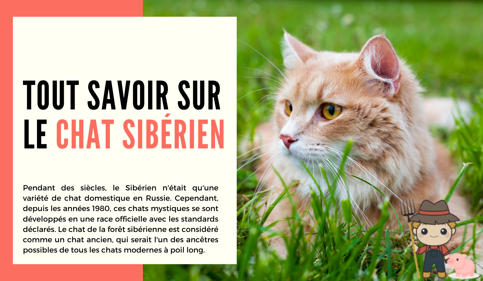 Le chat Sibérien - Le Petit Fermier