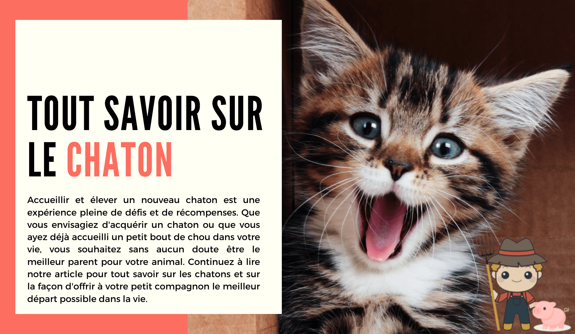 Le chaton - Le Petit Fermier