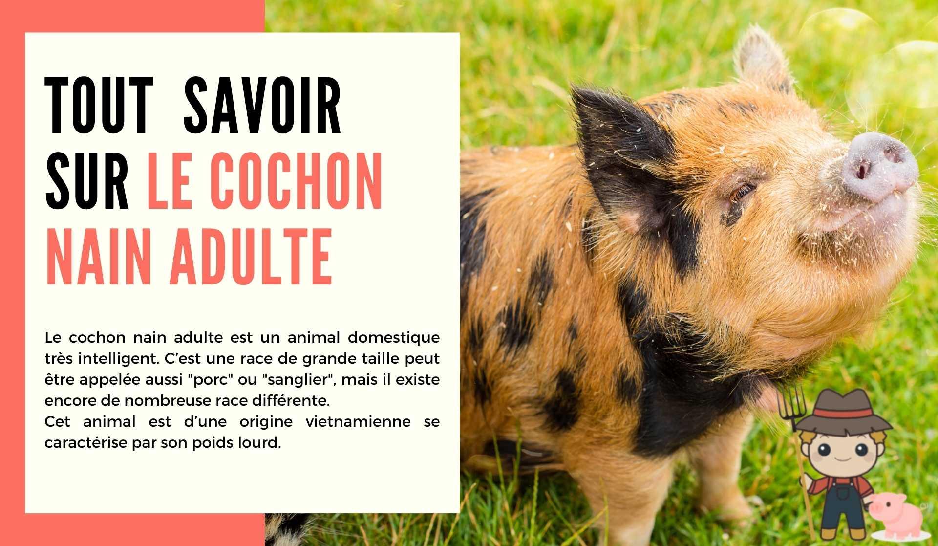 Le cochon nain adulte - Le Petit Fermier