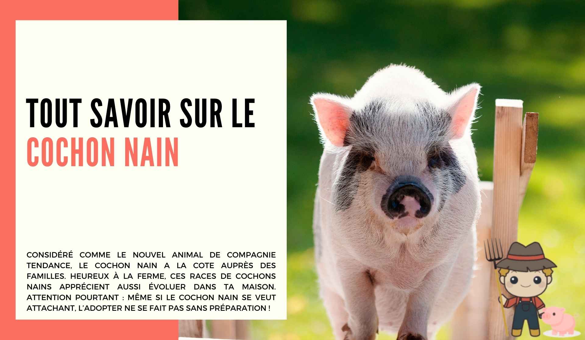Le cochon nain - Le Petit Fermier