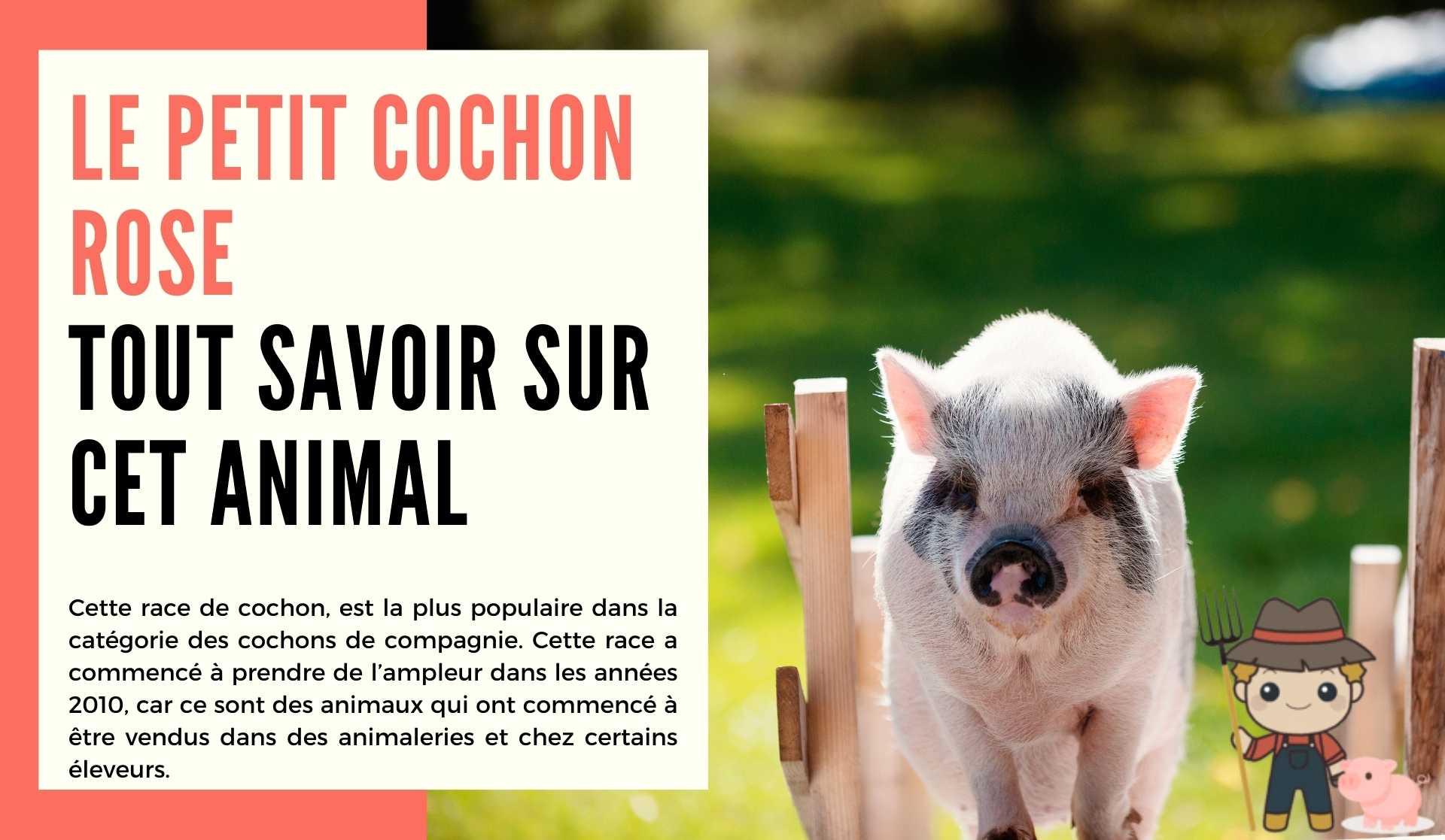 Le cochon nain rose - Le Petit Fermier