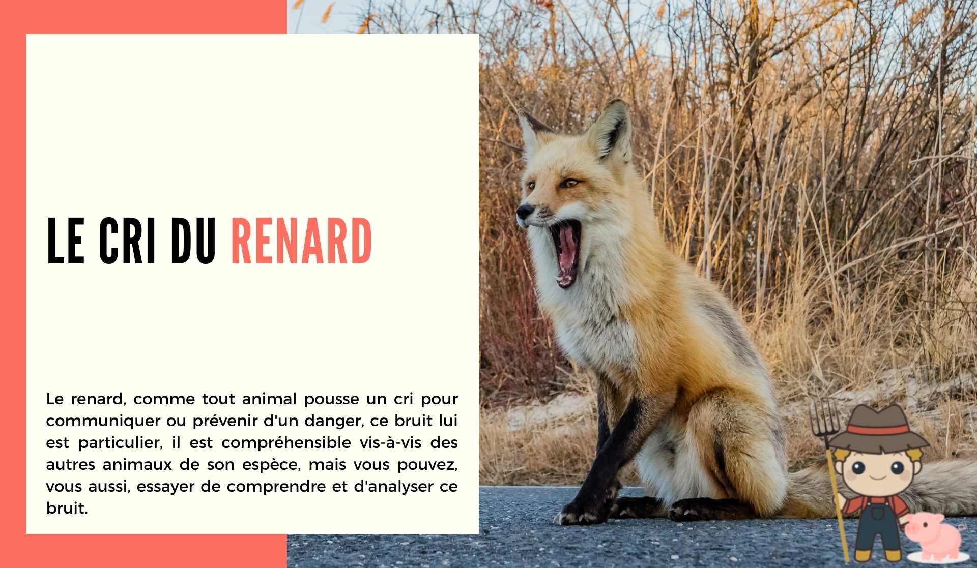 Le cri du renard - Le Petit Fermier