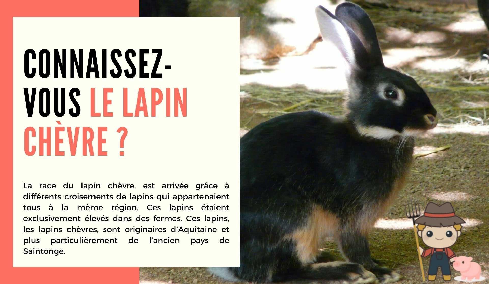 Le lapin chèvre - Le Petit Fermier