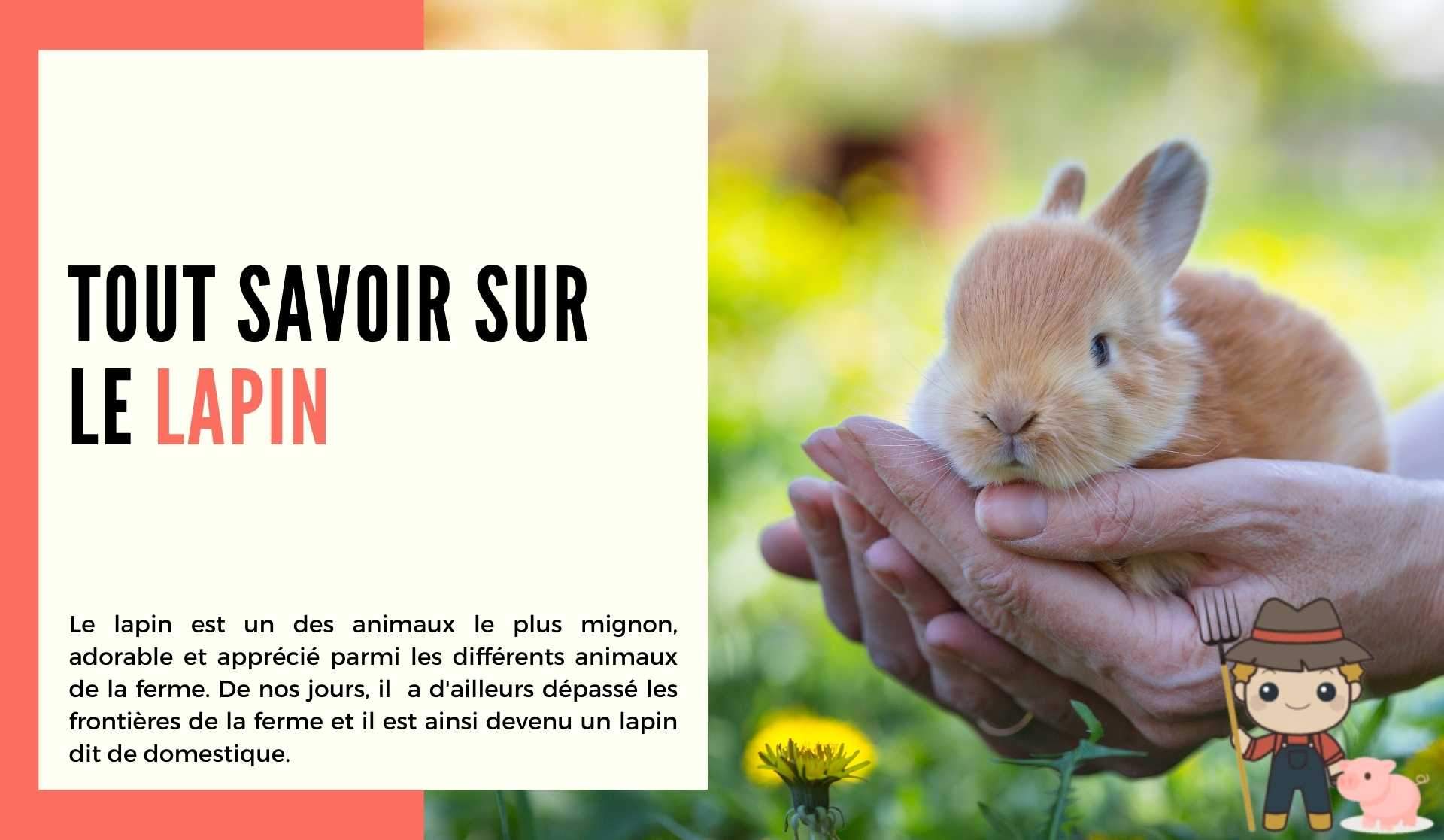 Le lapin - Le Petit Fermier