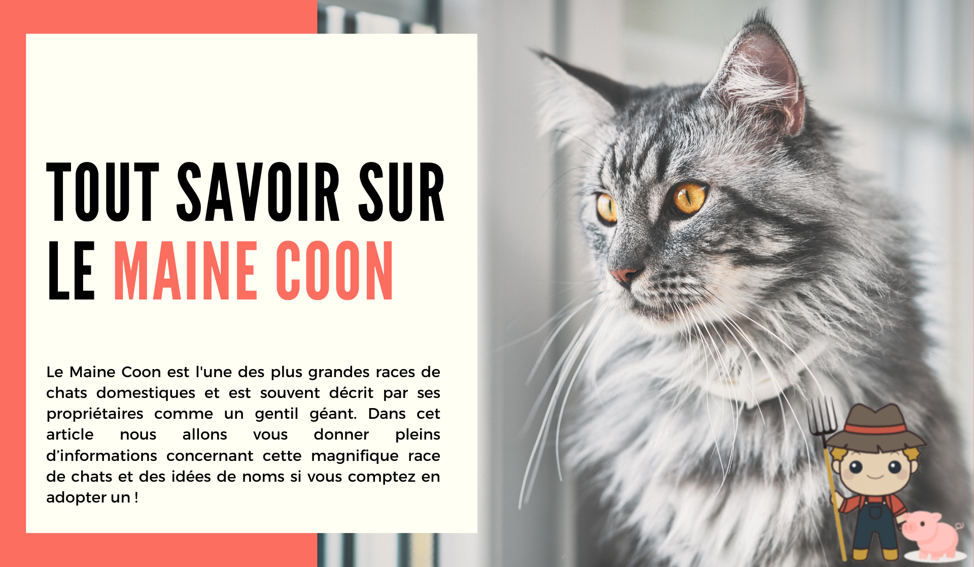 Le Maine Coon - Le Petit Fermier