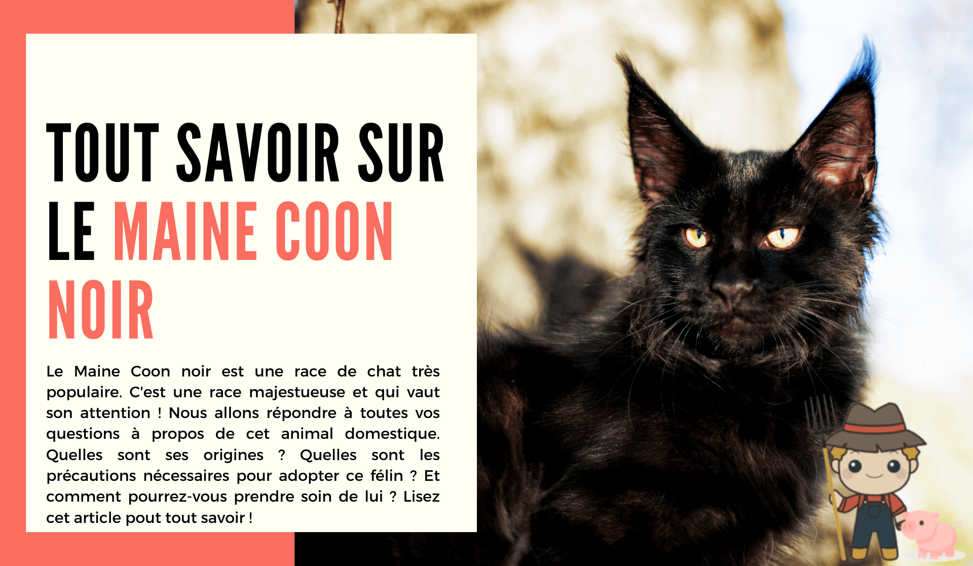 Le Maine Coon noir - Le Petit Fermier