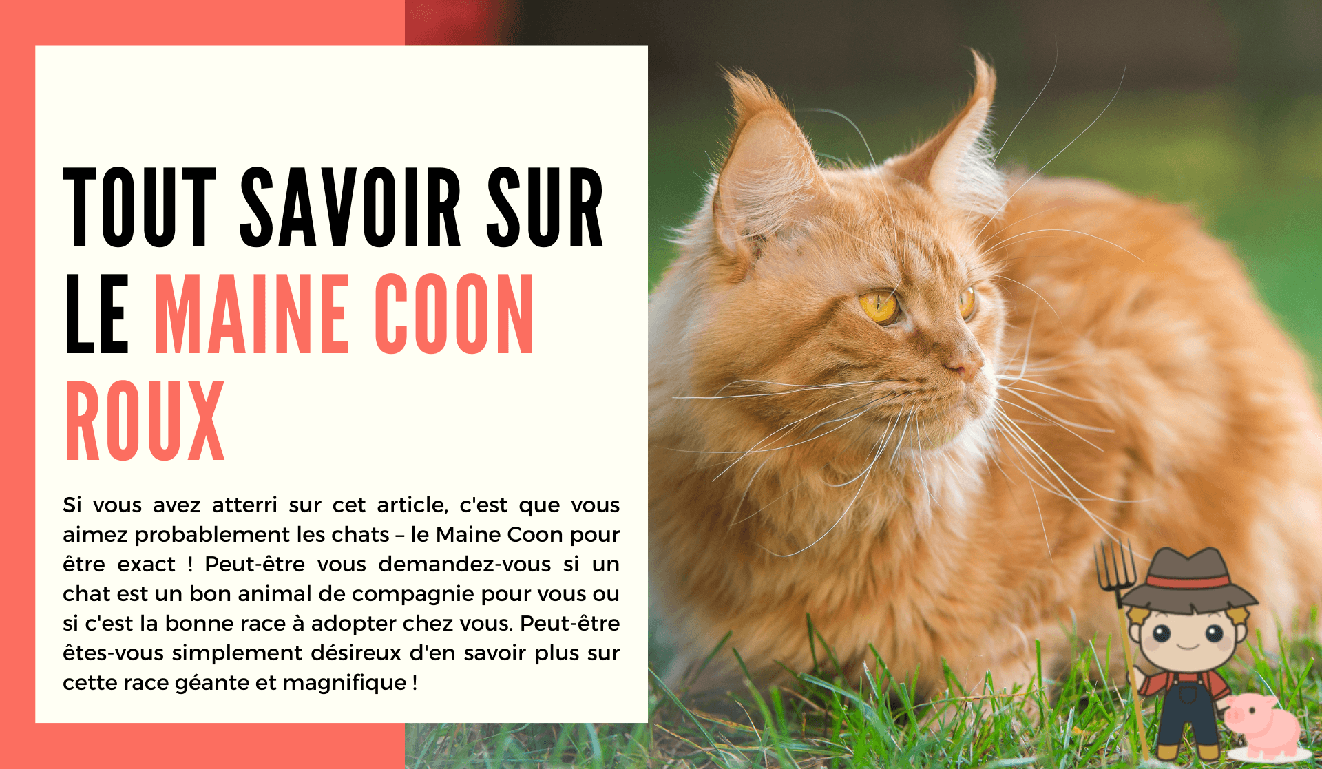 Le maine coon roux - Le Petit Fermier