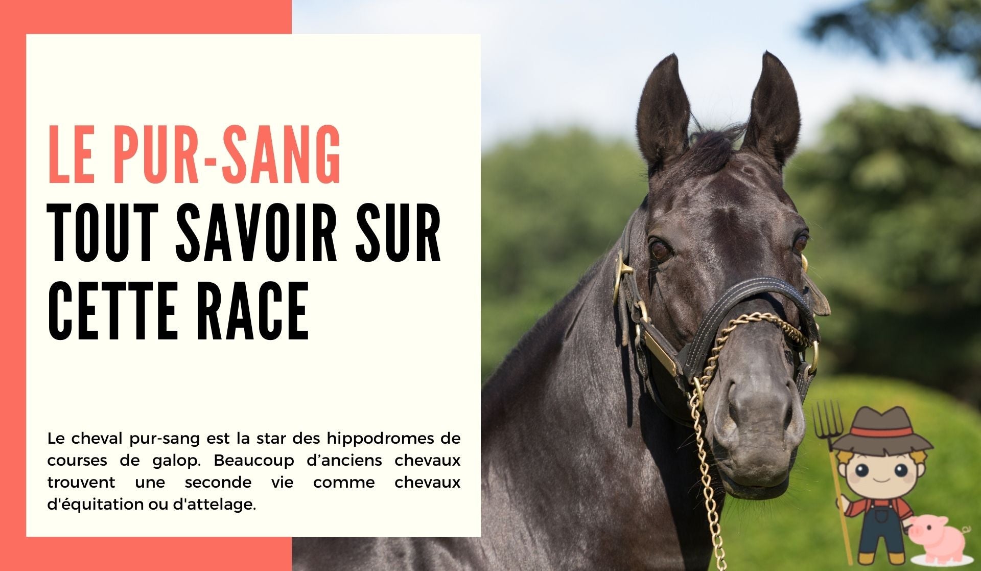 Le pur-sang : tout savoir sur cette race de cheval - Le Petit Fermier
