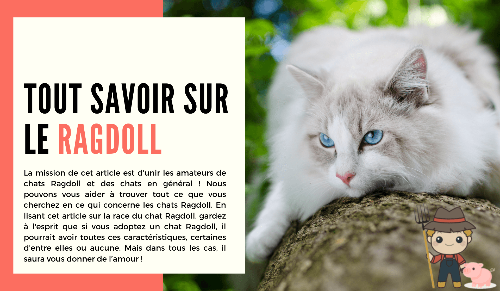 Le Ragdoll - Le Petit Fermier