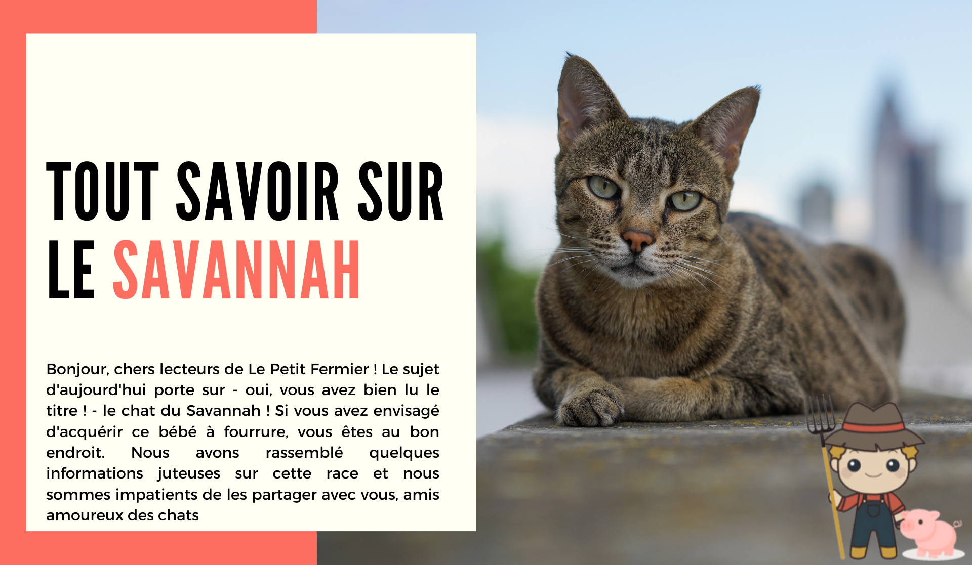 Le Savannah - Le Petit Fermier