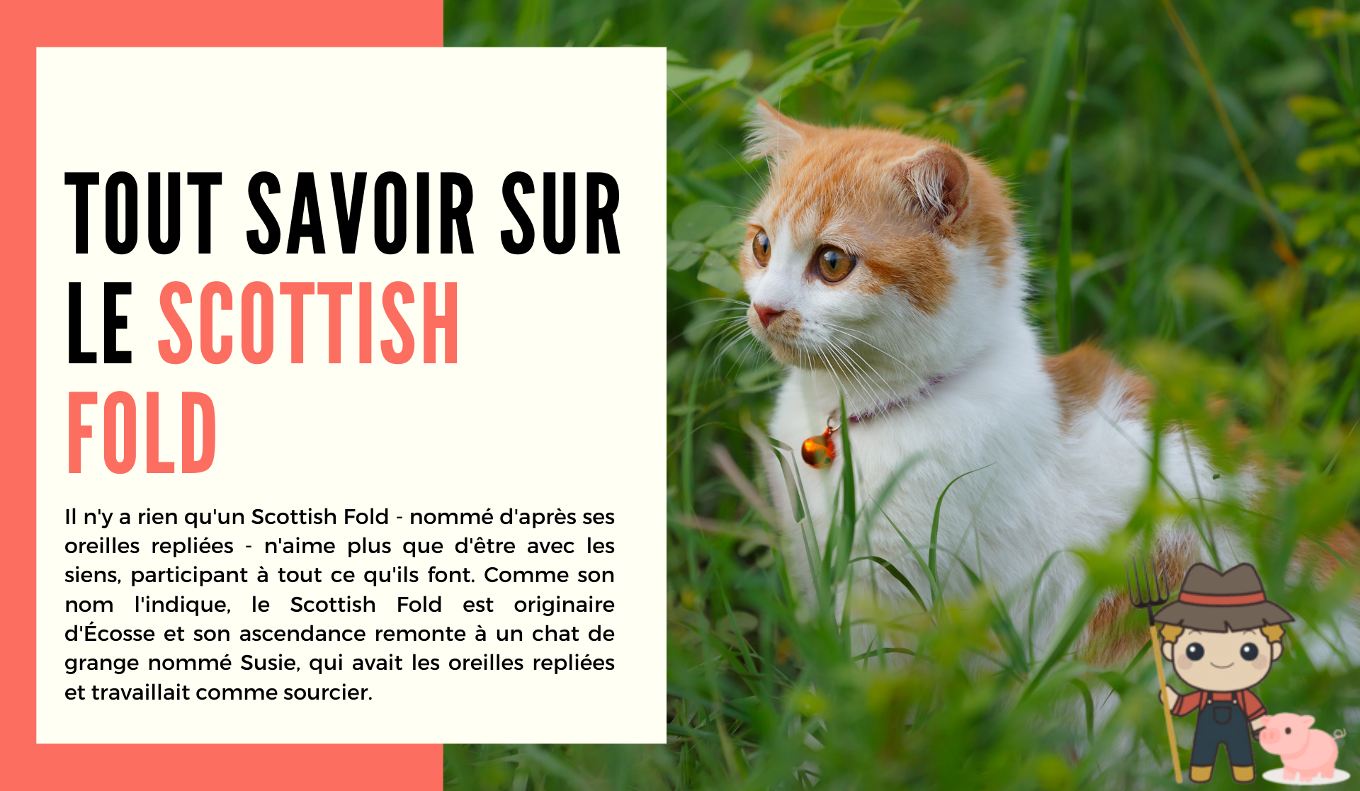 Le Scottish Fold - Le Petit Fermier