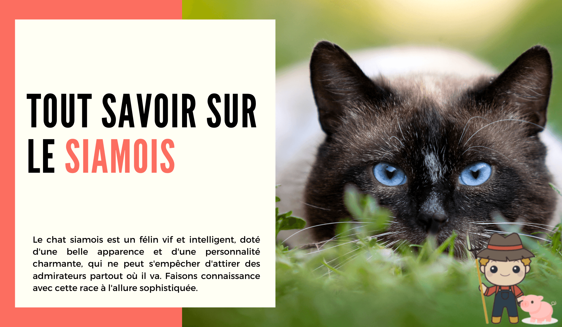 Le Siamois - Le Petit Fermier