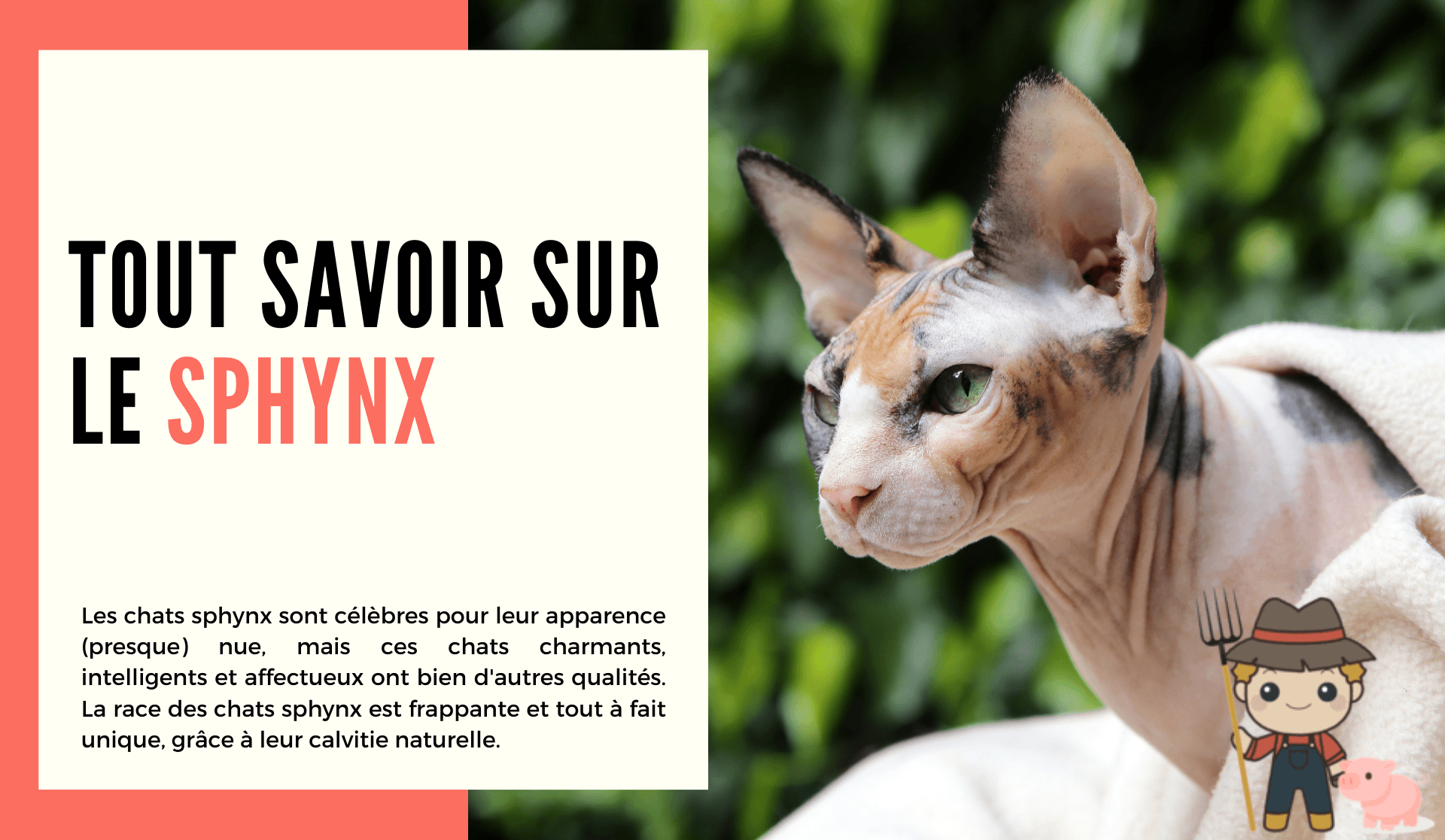 Le Sphynx - Le Petit Fermier