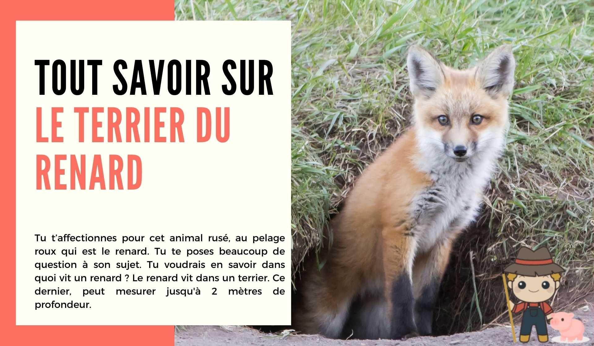 Le terrier du renard - Le Petit Fermier