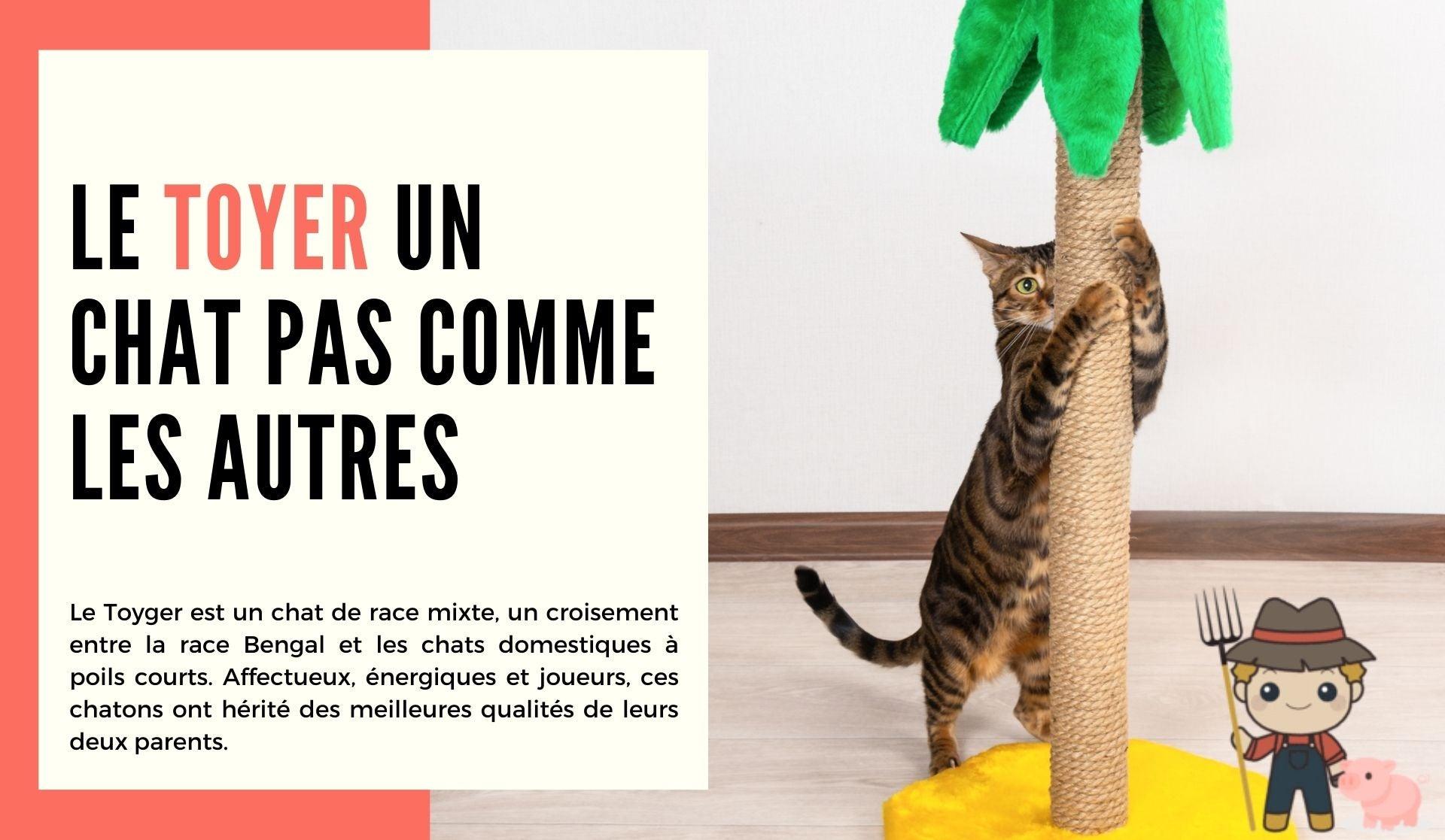 Le Toyger un chat pas comme les autres - Le Petit Fermier