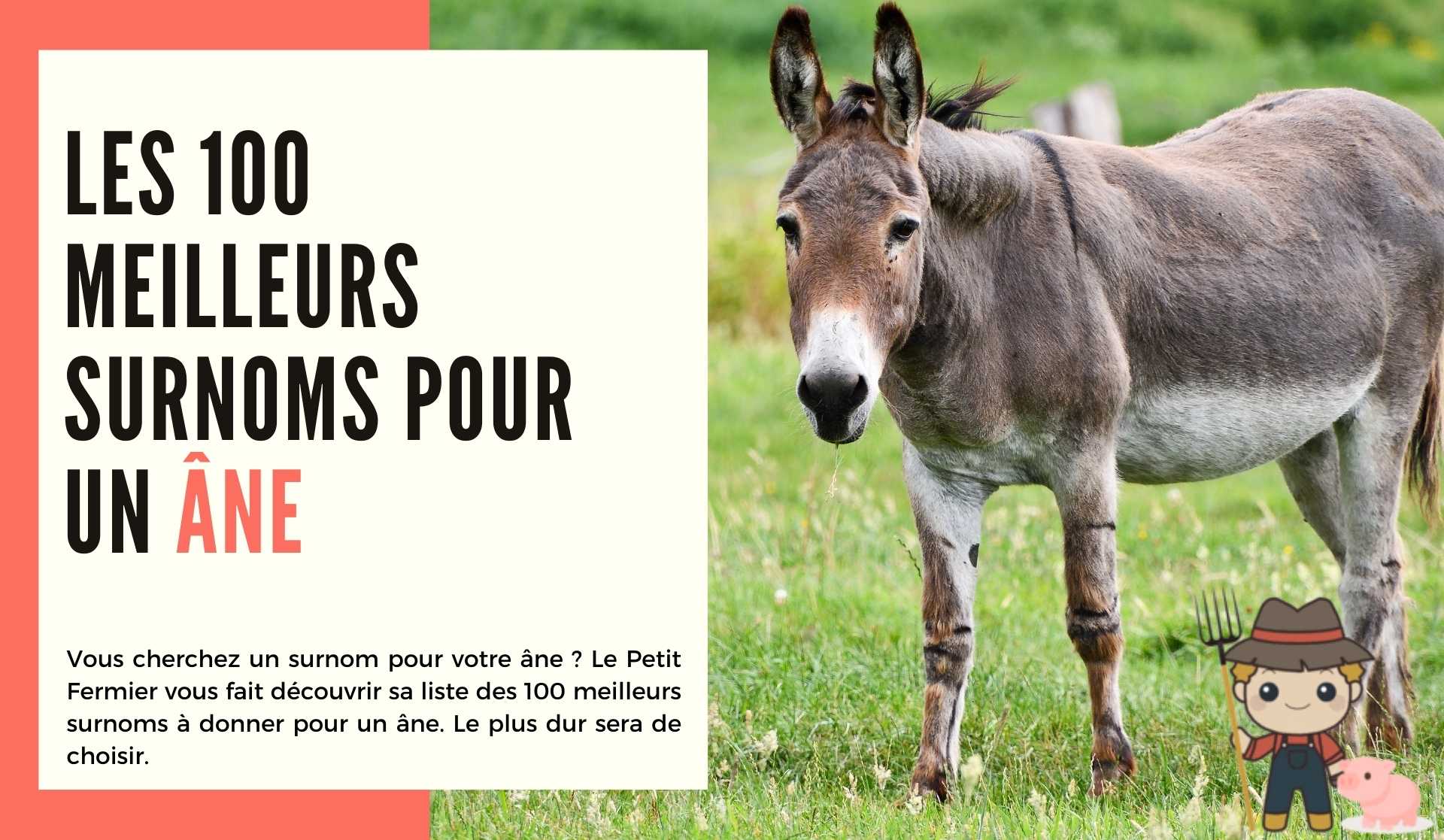 Les 100 meilleurs surnoms pour un âne - Le Petit Fermier