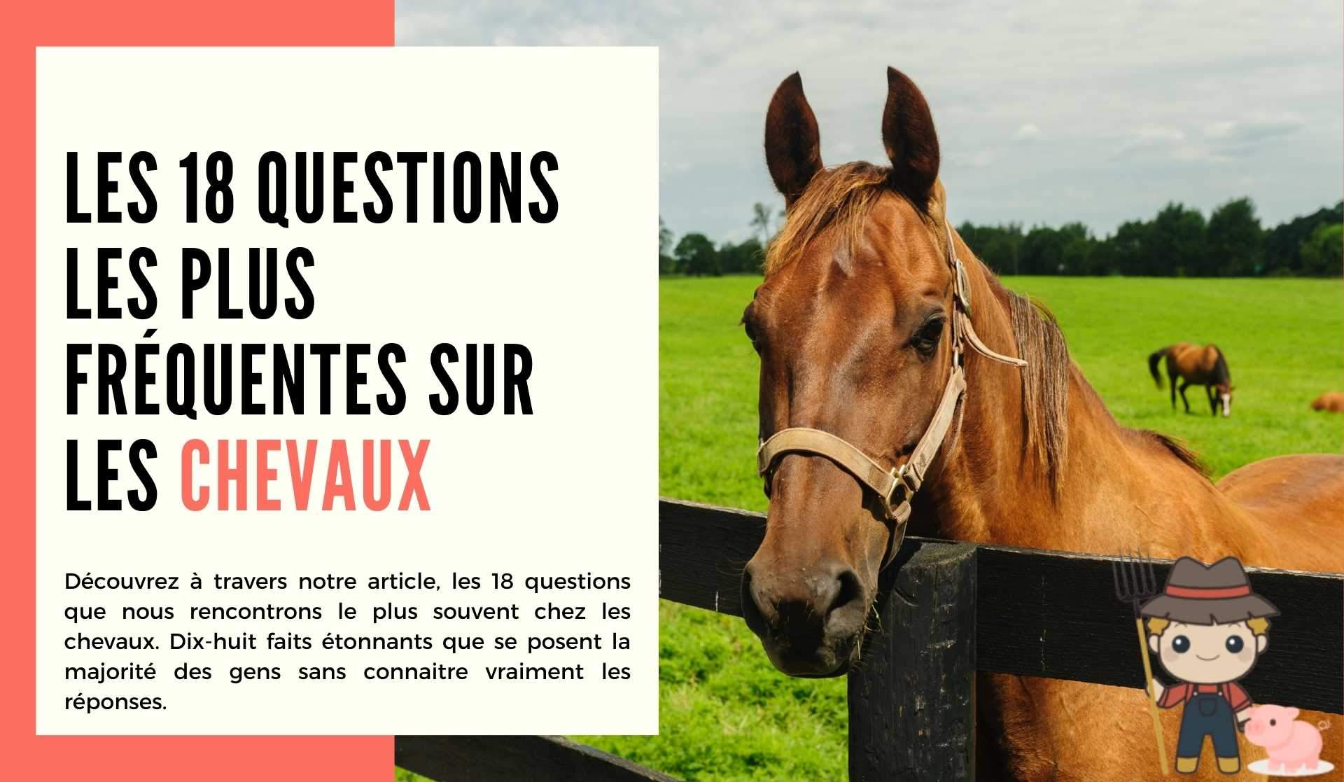 Les 18 questions les plus fréquentes sur les chevaux - Le Petit Fermier