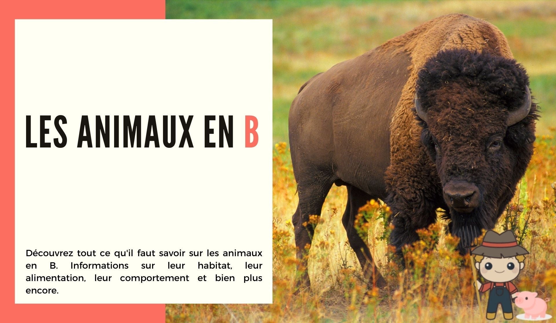 Les animaux en b - Le Petit Fermier