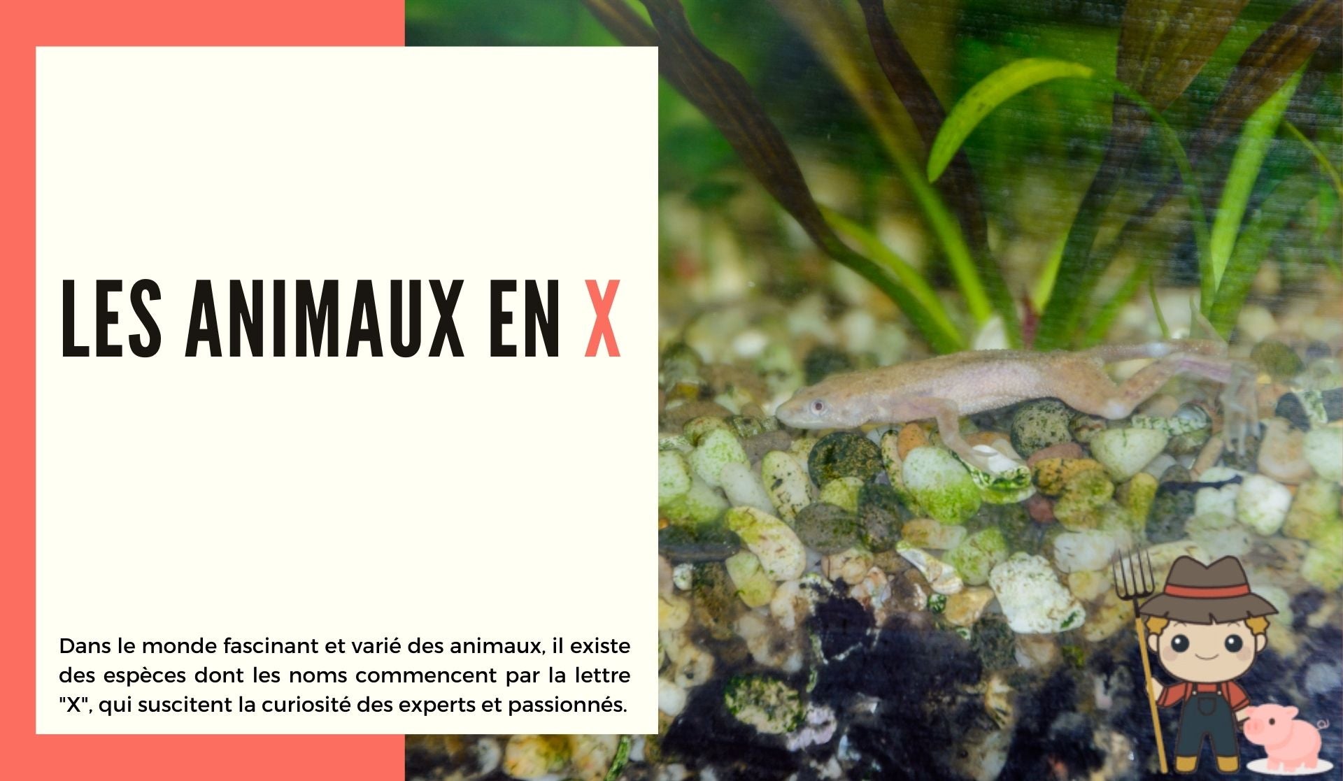 Les animaux en X
