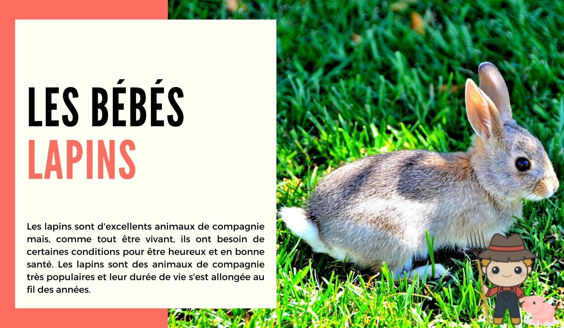Les bébés lapins - Le Petit Fermier