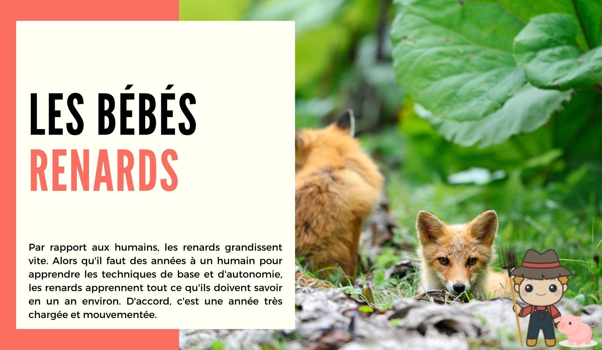 Les bébés renards - Le Petit Fermier
