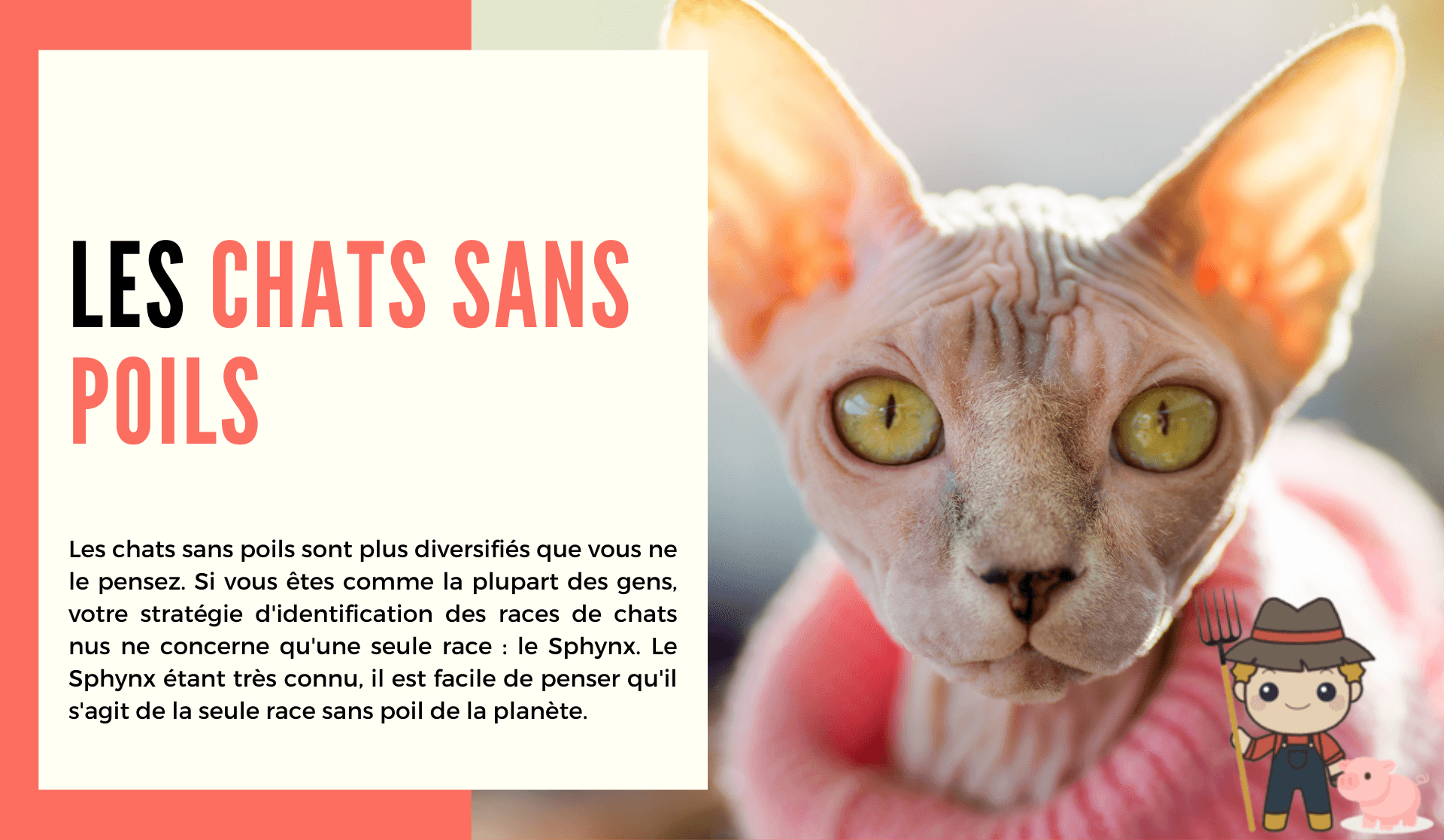 Les chats sans poils - Le Petit Fermier