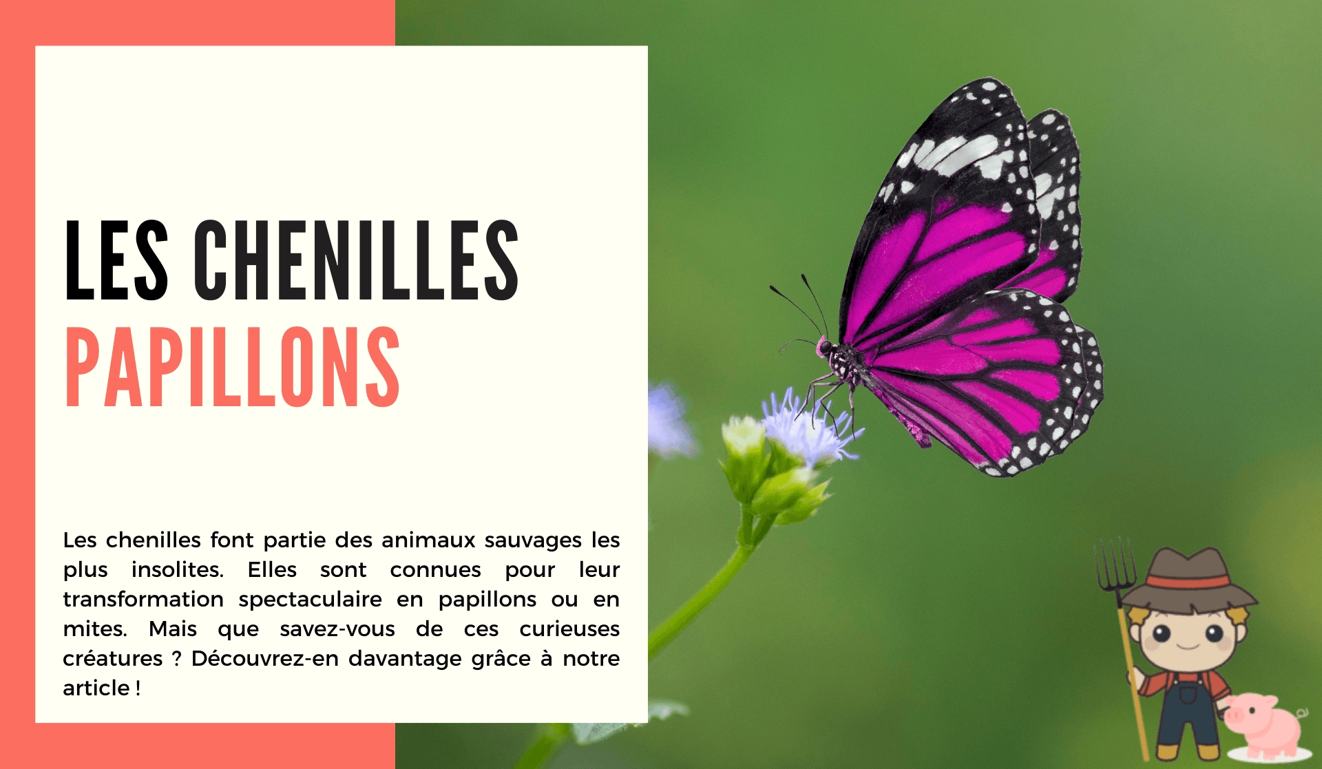 Les chenilles papillons - Le Petit Fermier