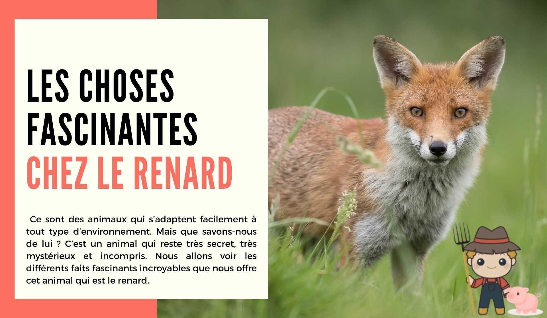 Les choses fascinantes chez le renard - Le Petit Fermier