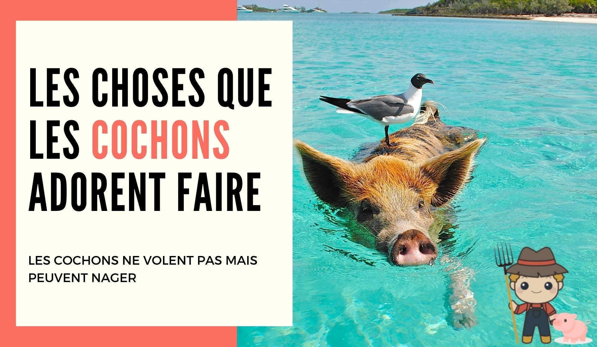 Les choses que les cochons adorent faire - Le Petit Fermier