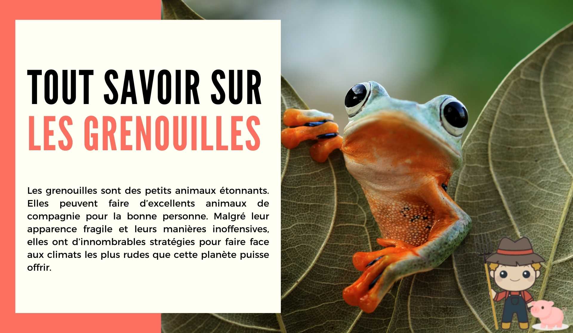 Les grenouilles - Le Petit Fermier