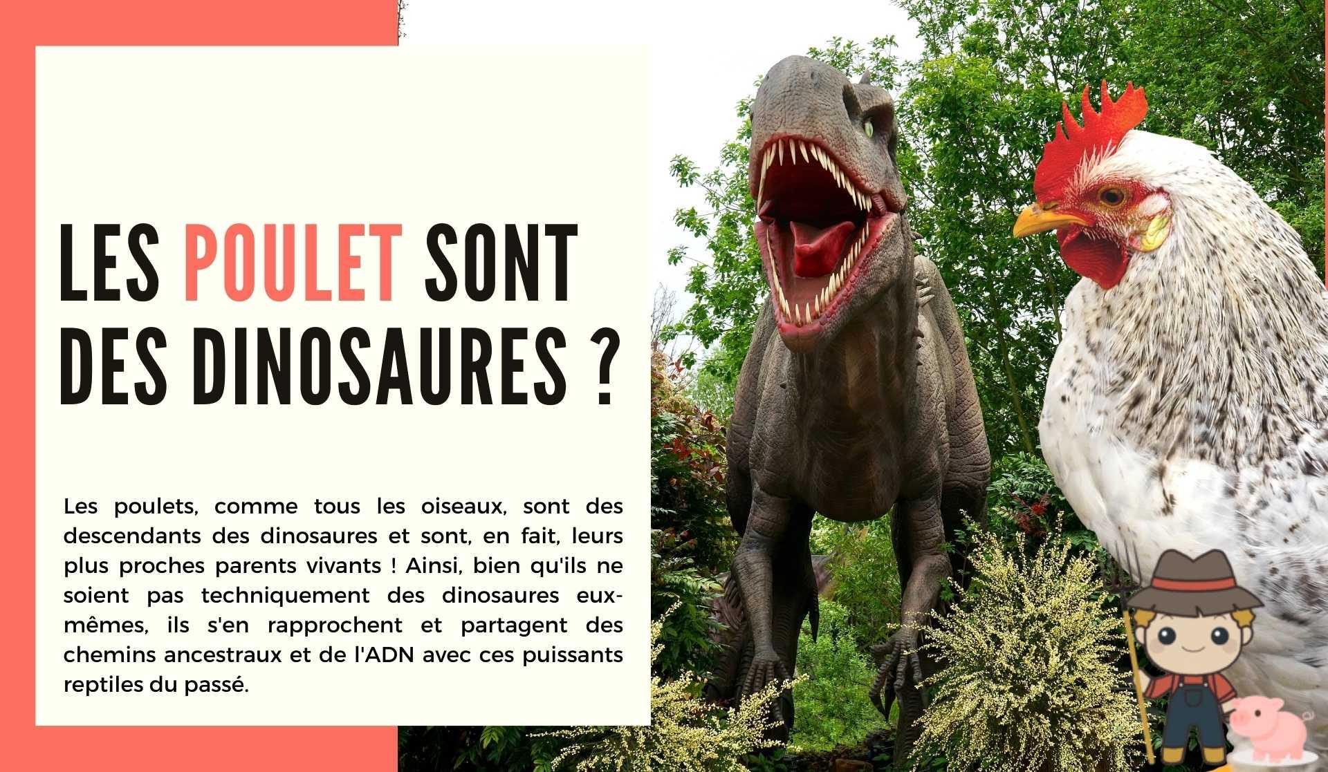 Les poulet sont des dinosaures ? - Le Petit Fermier