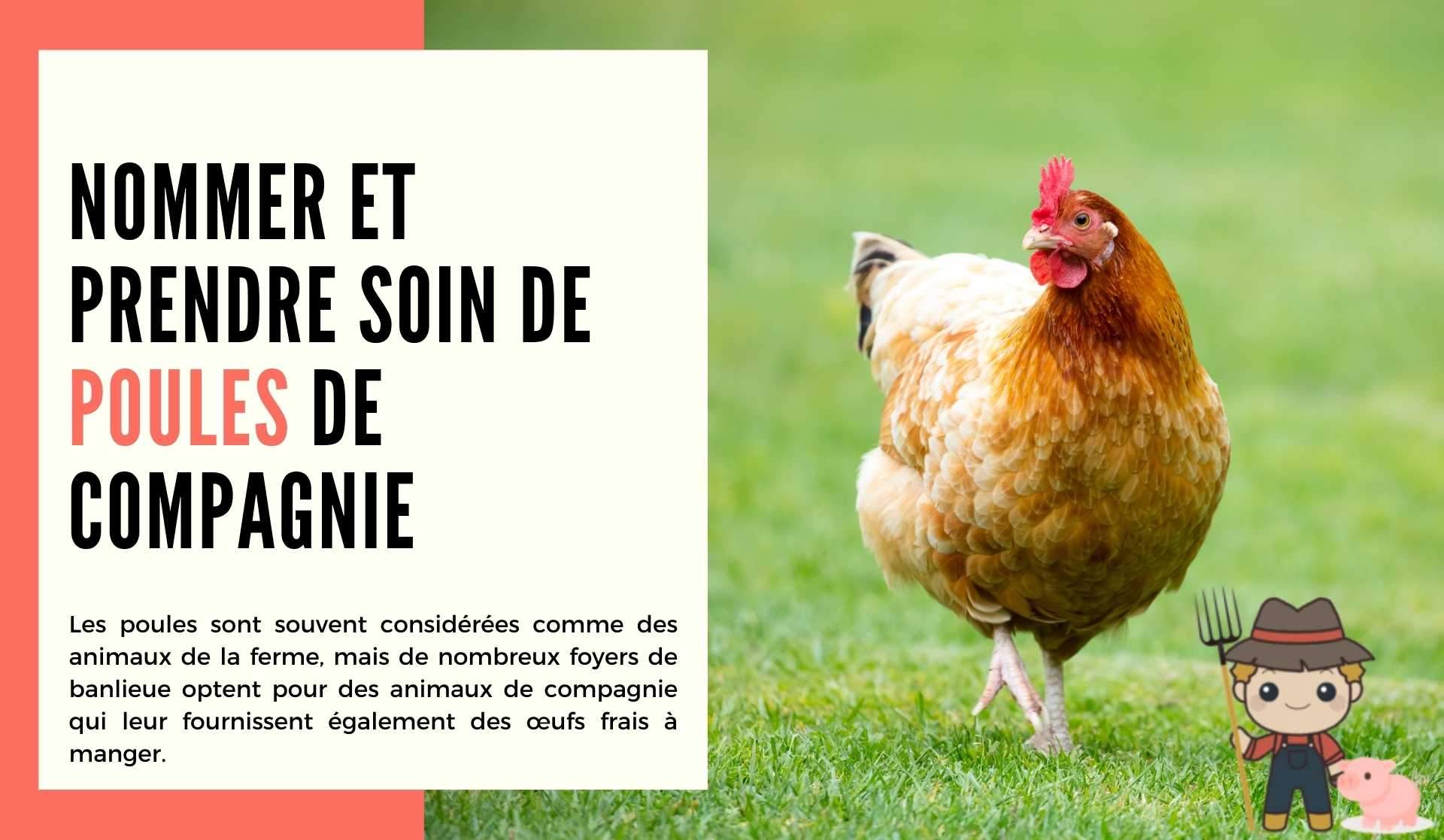 Nommer et prendre soin de poules de compagnie - Le Petit Fermier