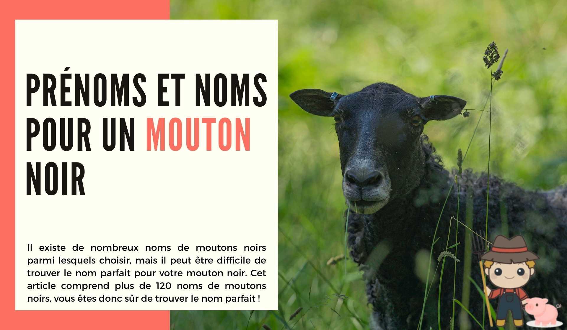 Prénoms et noms pour un mouton noir - Le Petit Fermier