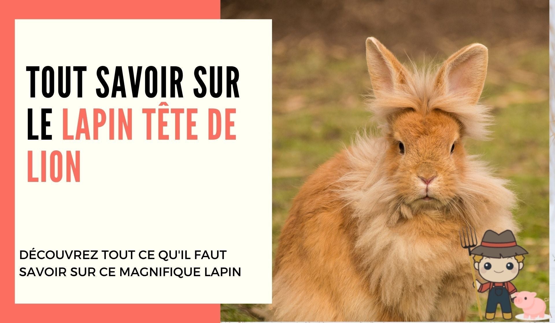 Qu'est-ce que le lapin tête de lion ? - Le Petit Fermier