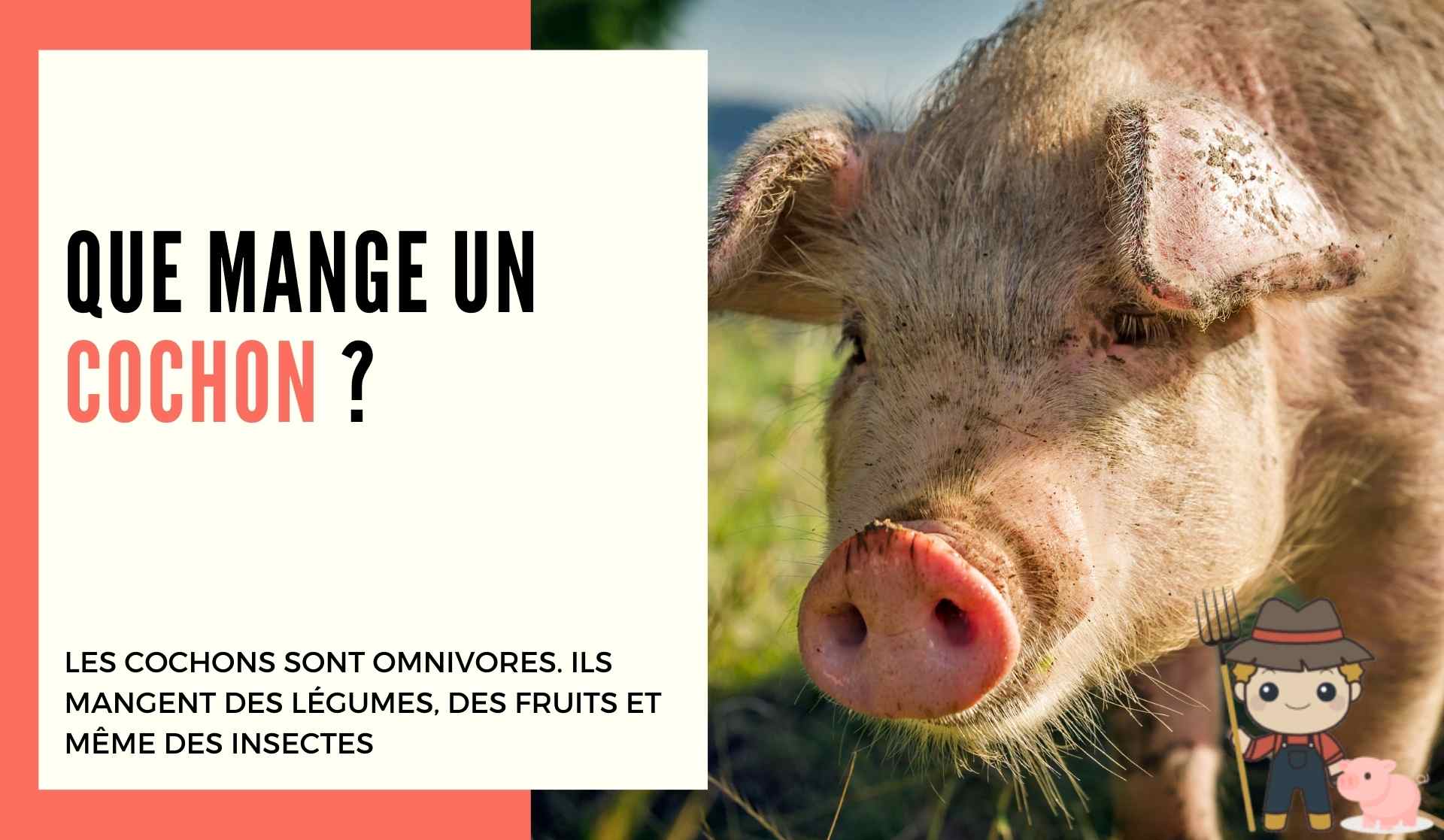 Que mange un cochon ? 🐖 - Le Petit Fermier