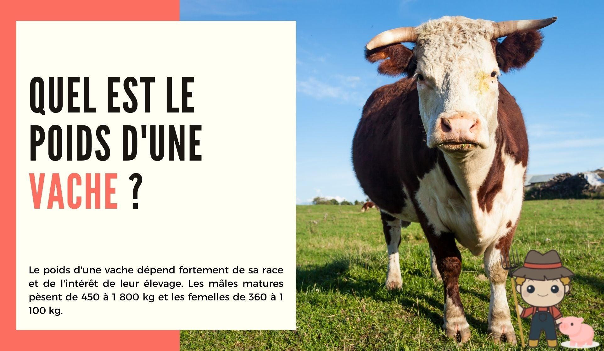 Quel est le poids d'une vache ? - Le Petit Fermier
