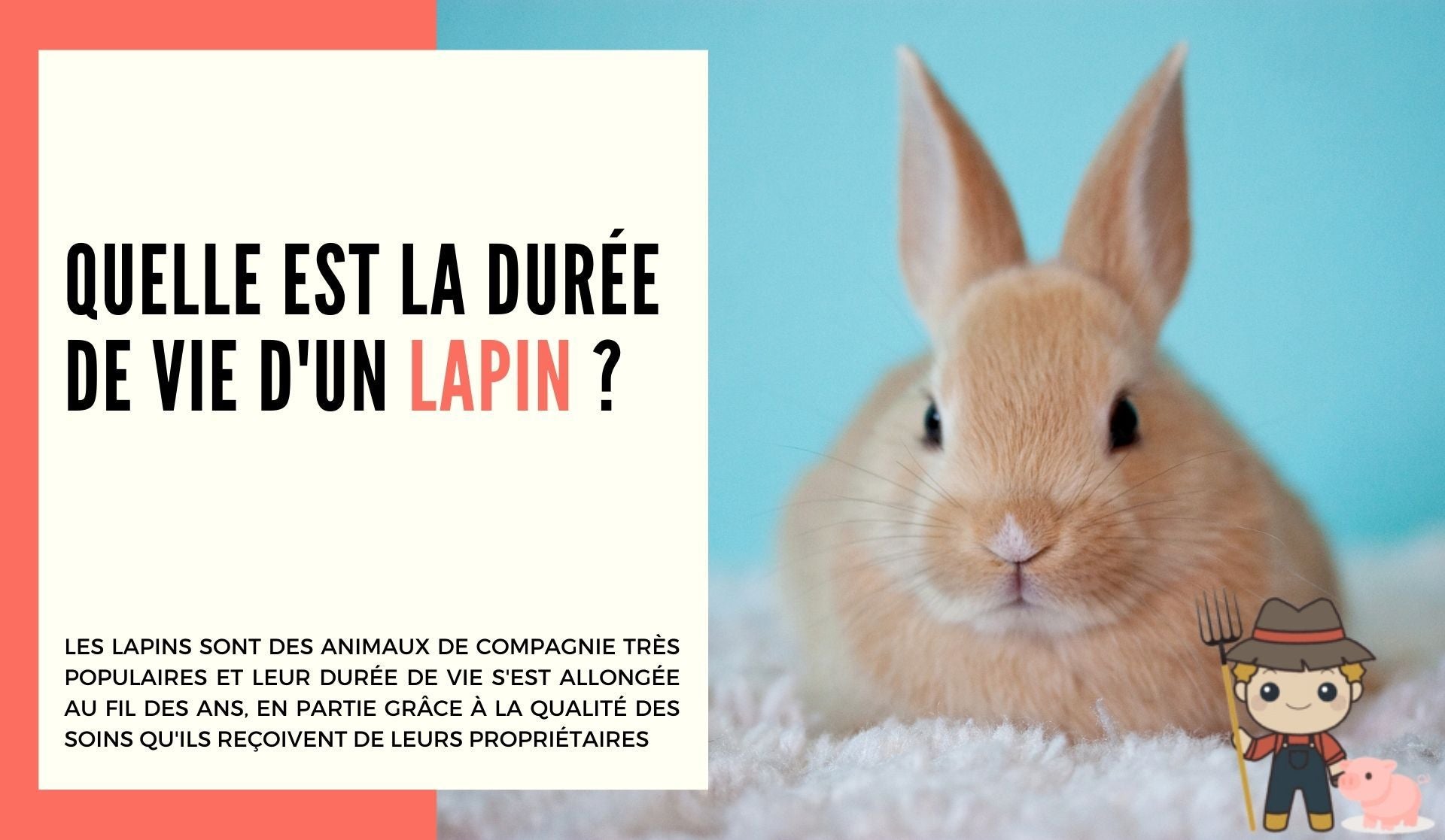 Quelle est la durée de vie d'un lapin ? - Le Petit Fermier