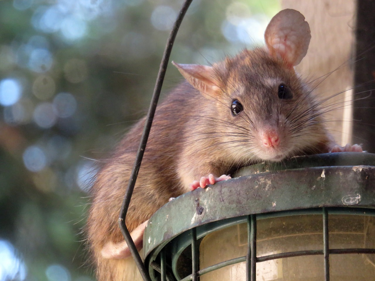 Les meilleurs pièges à rat pour votre ferme