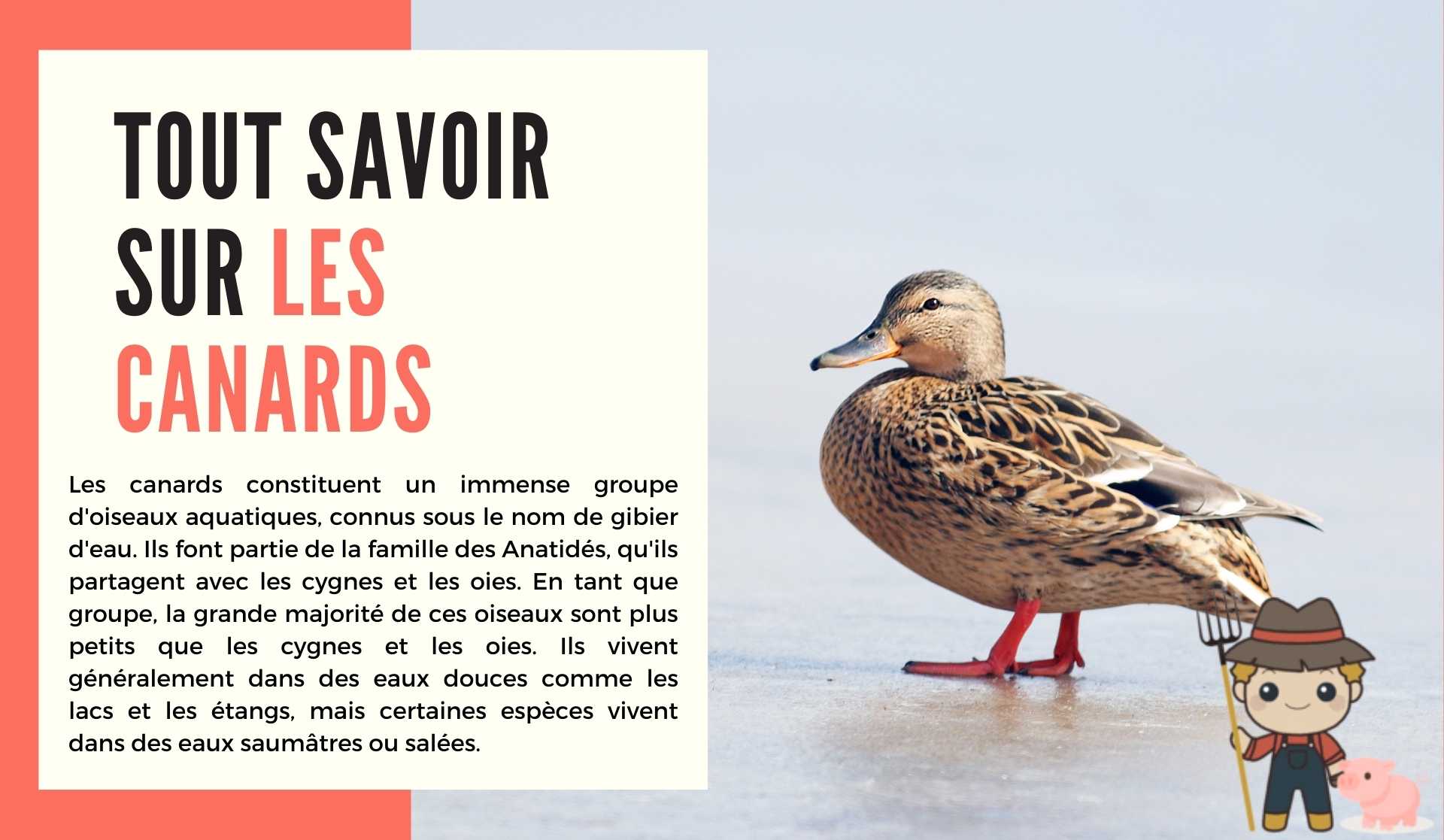 Tous savoir sur les canards - Le Petit Fermier