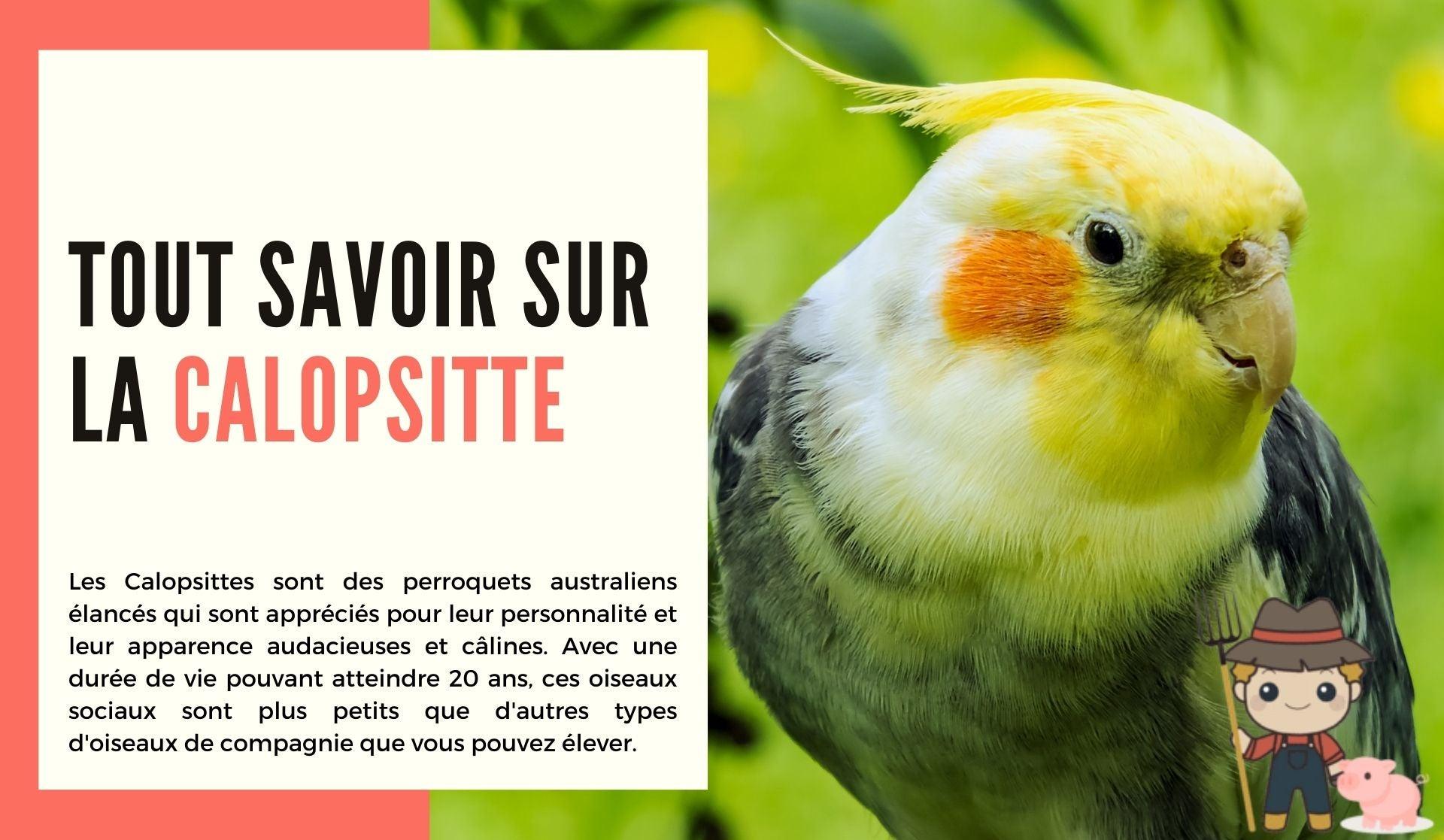 Tout savoir sur la calopsitte - Le Petit Fermier