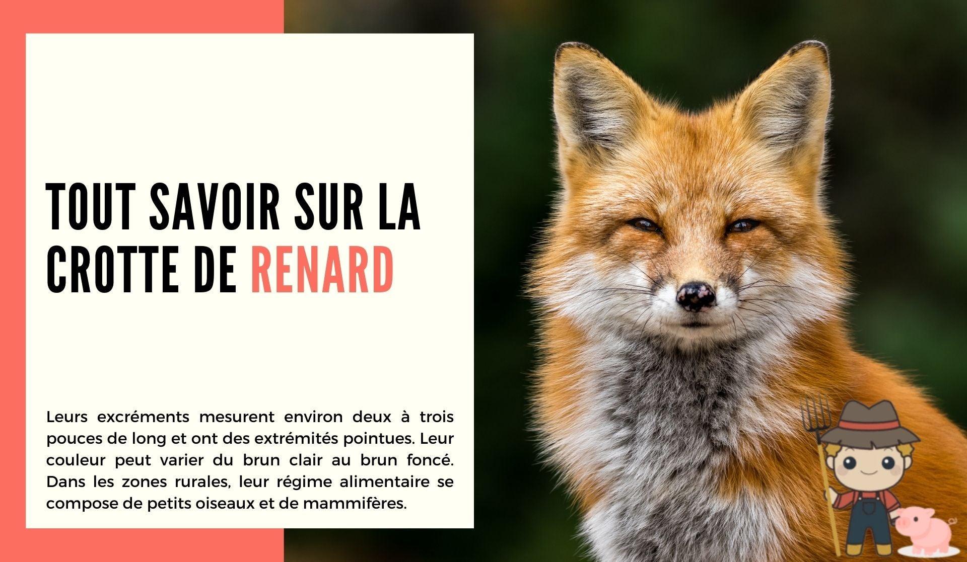 Tout savoir sur la crotte de renard - Le Petit Fermier