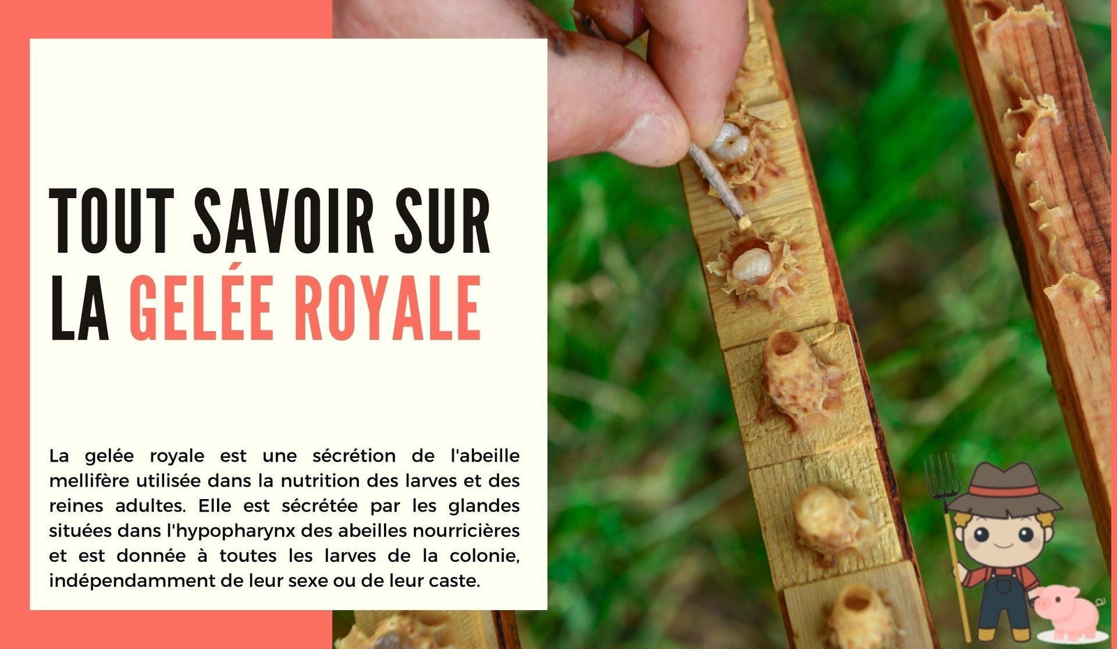 Tout savoir sur la gelée royale - Le Petit Fermier