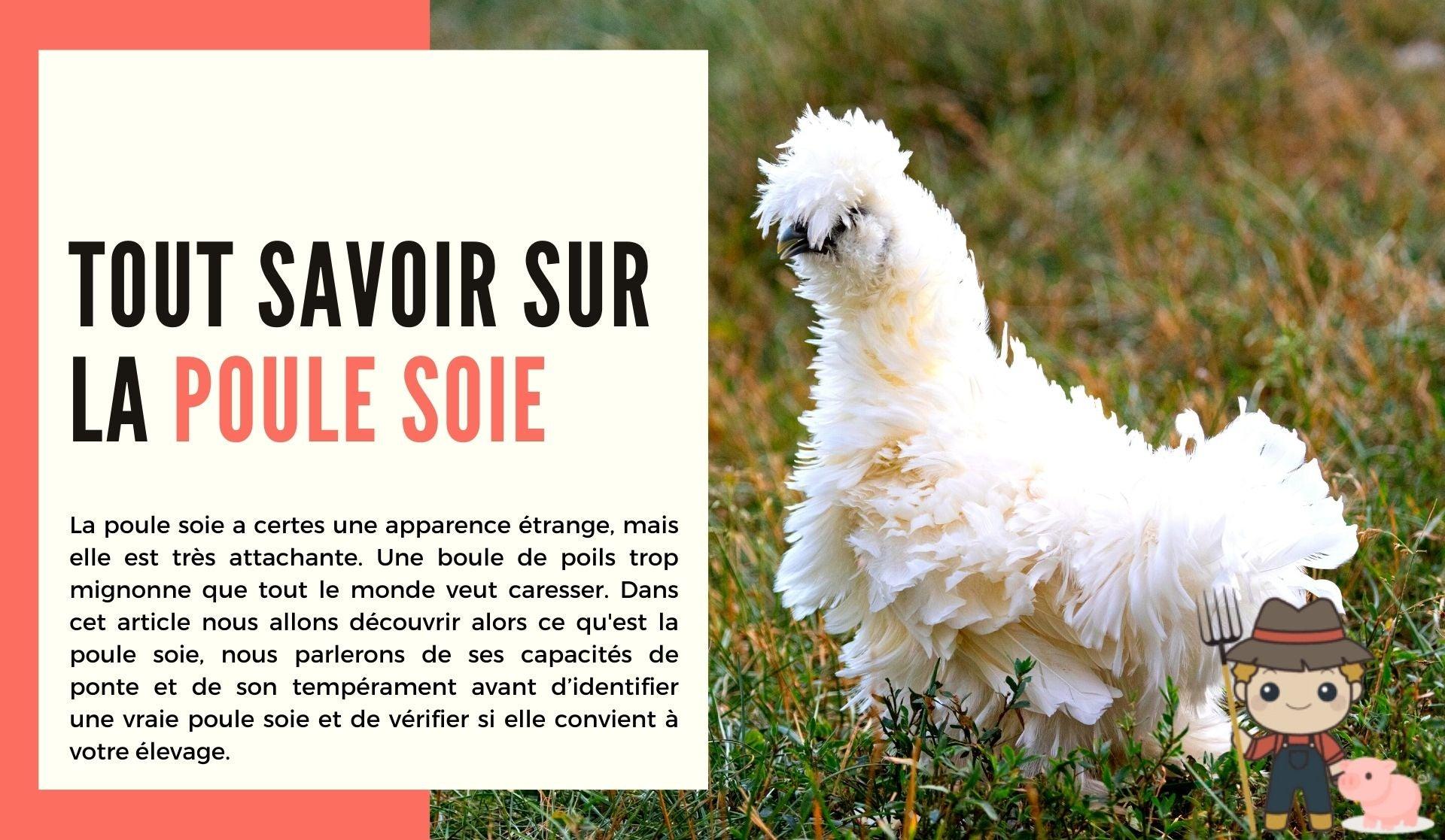 Tout savoir sur la poule soie - Le Petit Fermier