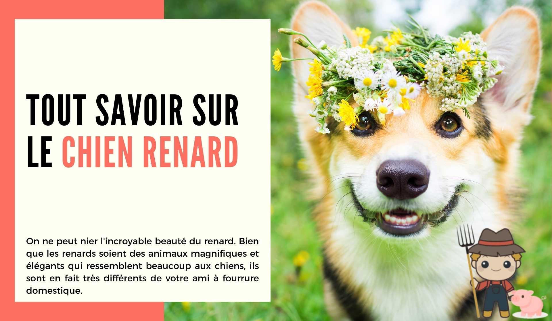 Tout savoir sur le chien renard - Le Petit Fermier
